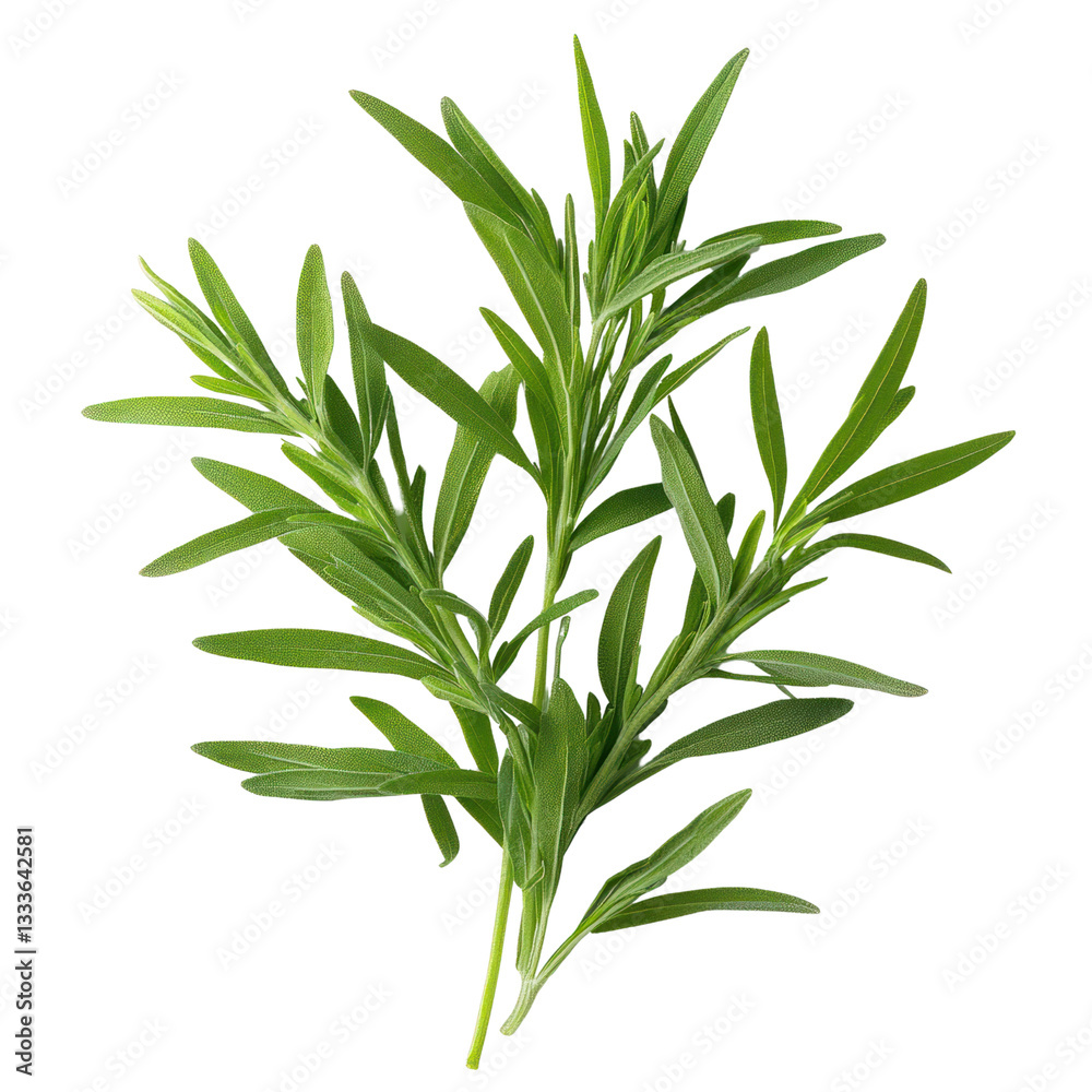 Fototapeta premium Harvesting fresh vegetables culinary herbs in a vibrant garden nature photography close-up perspective
