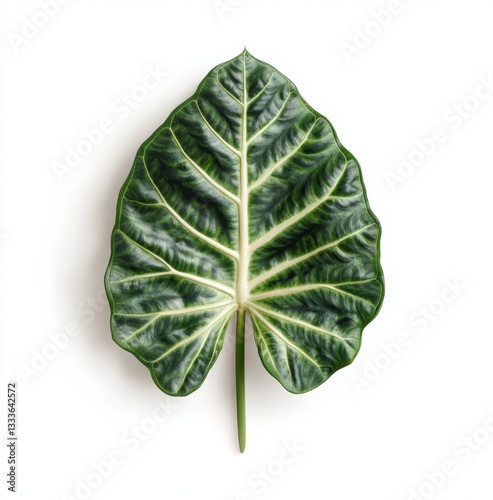 Tropical leaf, isolated on white photo