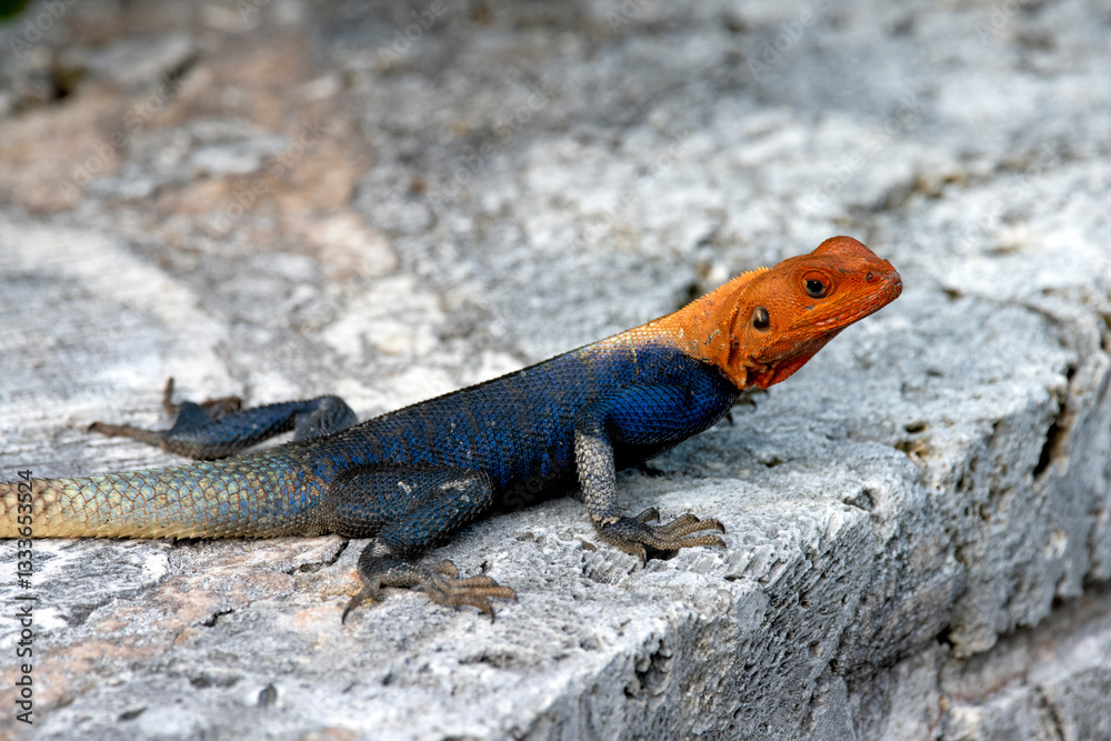 A beautifully colored lizard sunbathes on a rocky surface, showcasing its vibrant orange and blue hues, a stunning example of nature's artistry and animal adaptation. A beautifully colored lizard sunbathes on a rocky surface, showcasing its vibrant orange and blue hues, a stunning example of nature's artistry and animal adaptation.