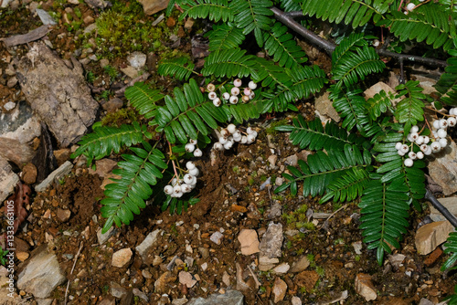 Sorbus pinnate leaves and white berries