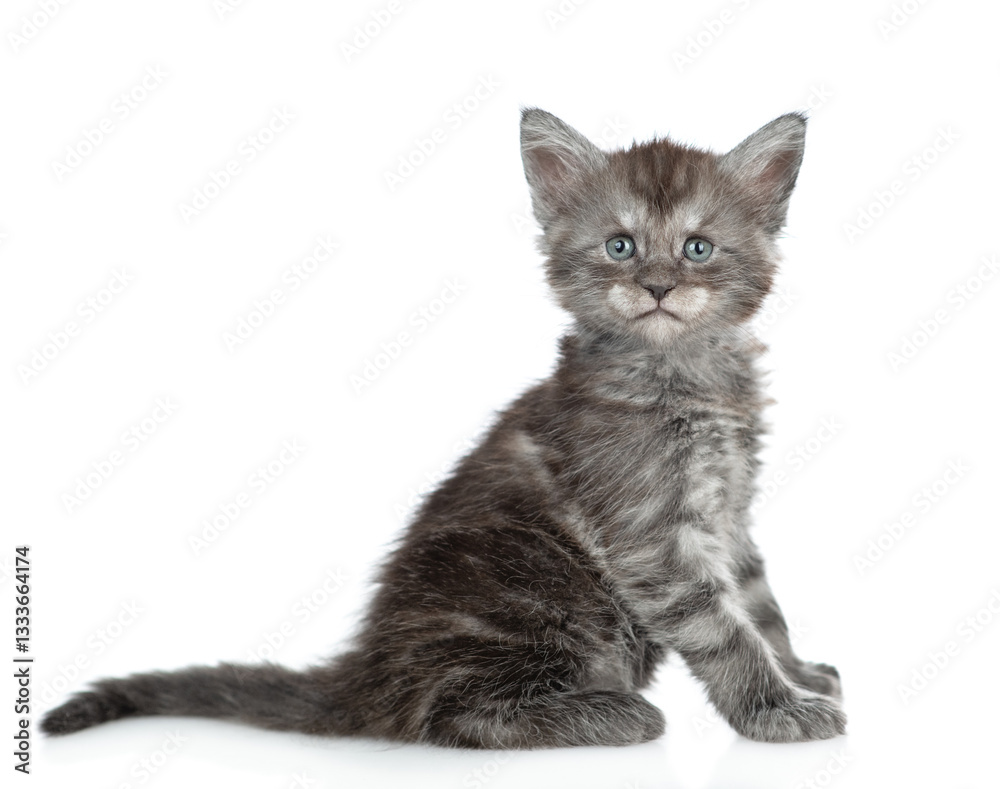 Obraz premium Cute maine coon kitten sitting in side view and looking at camera. isolated on white background