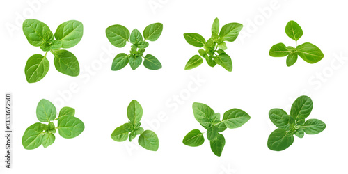 Pack Oregano Set on Transparent Background for Herbs, Spices, and Culinary Illustrations