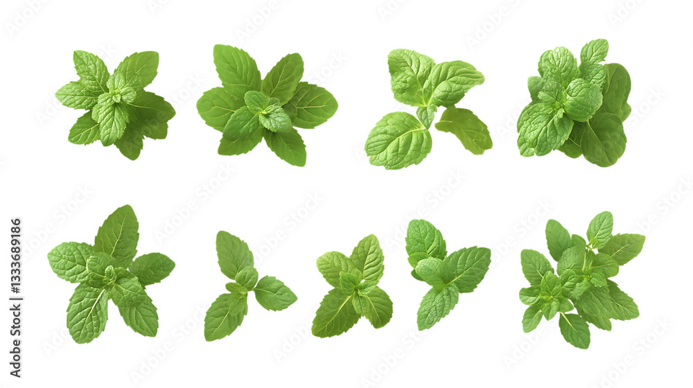 Pack Mint Set on Transparent Background for Herbal Illustrations, Freshness Branding, and Organic Designs Pack Mint Set on Transparent Background for Herbal Illustrations, Freshness Branding, and Organic Designs