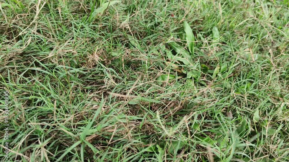 Adult person hand picking up mobile phone or smartphone device find fallen isolated on outdoor park ground lawn or grass floor surface. Lost or dropped cellphone careless concept. closeup view. Adult person hand picking up mobile phone or smartphone device find fallen isolated on outdoor park ground lawn or grass floor surface. Lost or dropped cellphone careless concept. closeup view.