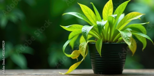 Yellowed leaves hanging limp in wilting spider plant pot, greenery, dead, lifeless