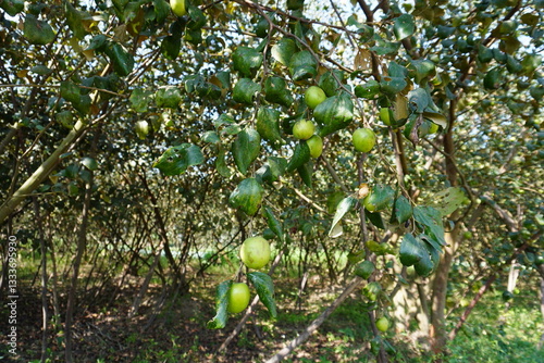 The branch full of green jujubes in close up in the jujube garden