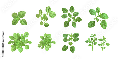 Assortment of fresh green herb sprigs showing growth stages isolated on a clean transparent background for culinary design.