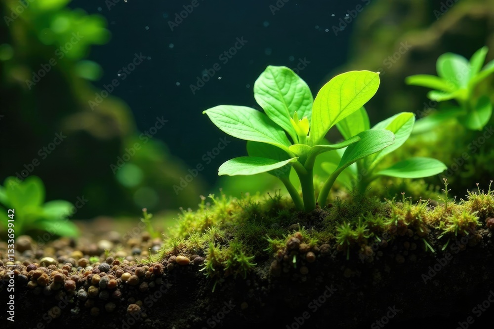 Low-growing Anubias barteri var nana plant on rock substrate, aquatic plant, aquatic plants Low-growing Anubias barteri var nana plant on rock substrate, aquatic plant, aquatic plants