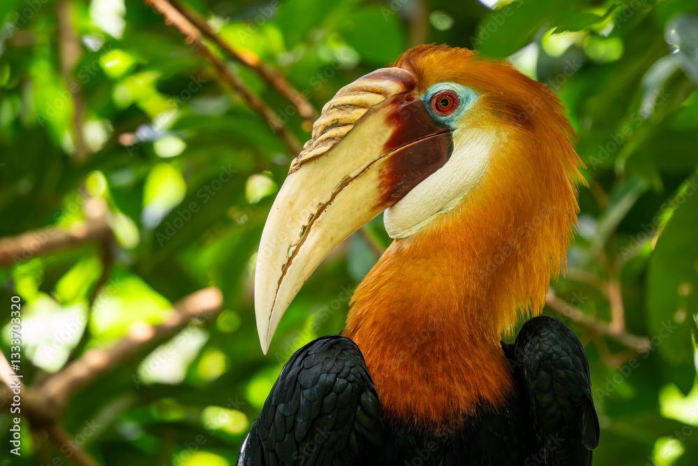 Φωτογραφία Blyth's Hornbill - Rhyticeros plicatus, portrait of beautiful colored hornbill from moist tropical forests of Southeast Asian islands, Papua New Guinea