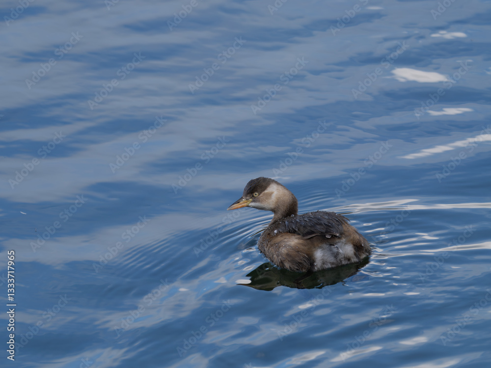 Fototapeta premium 鴨川を泳ぐカイツブリ