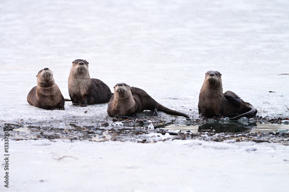 Naklejka premium Four River Otters on Ice