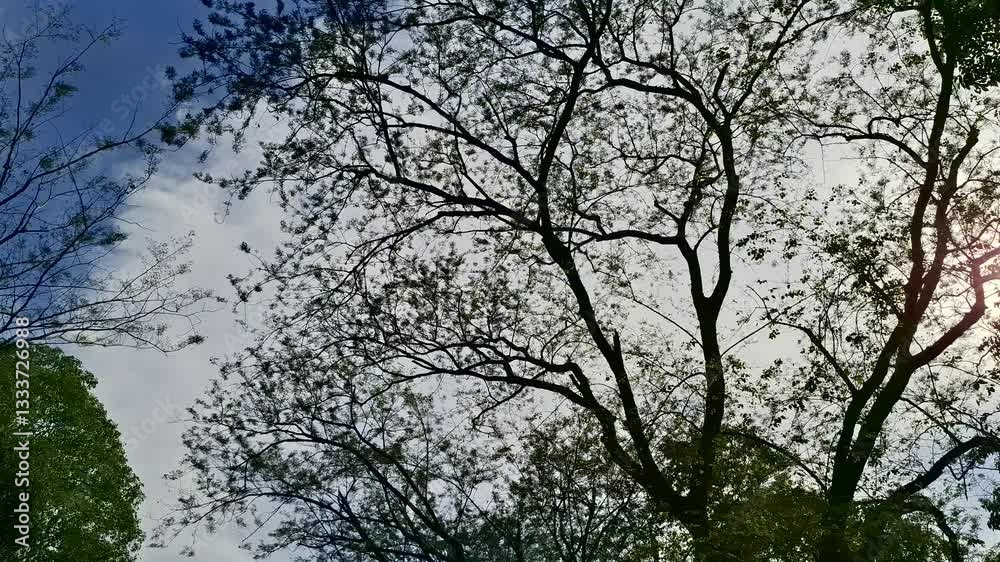 Reaching for the Sky: An upward view captures the intricate silhouette of a tree's expansive branches, reaching towards a partly cloudy, light-filled sky, offering a sense of growth, freedom. Reaching for the Sky: An upward view captures the intricate silhouette of a tree's expansive branches, reaching towards a partly cloudy, light-filled sky, offering a sense of growth, freedom.