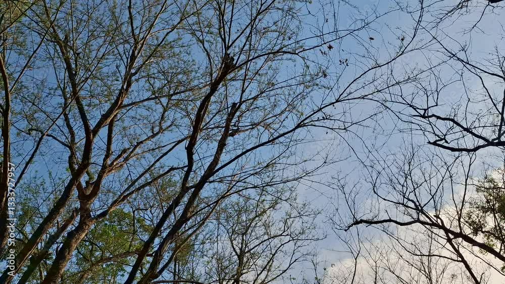 Bare Branches Reach: An upward perspective frames the stark beauty of bare tree branches reaching towards a bright blue sky, captured in natural daylight. Bare Branches Reach: An upward perspective frames the stark beauty of bare tree branches reaching towards a bright blue sky, captured in natural daylight.