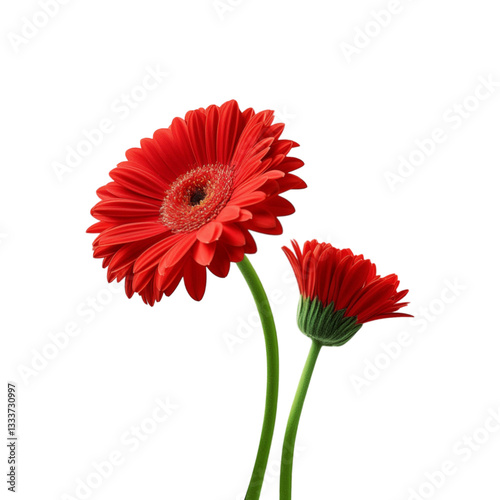 Red gerbera flower on transparent background