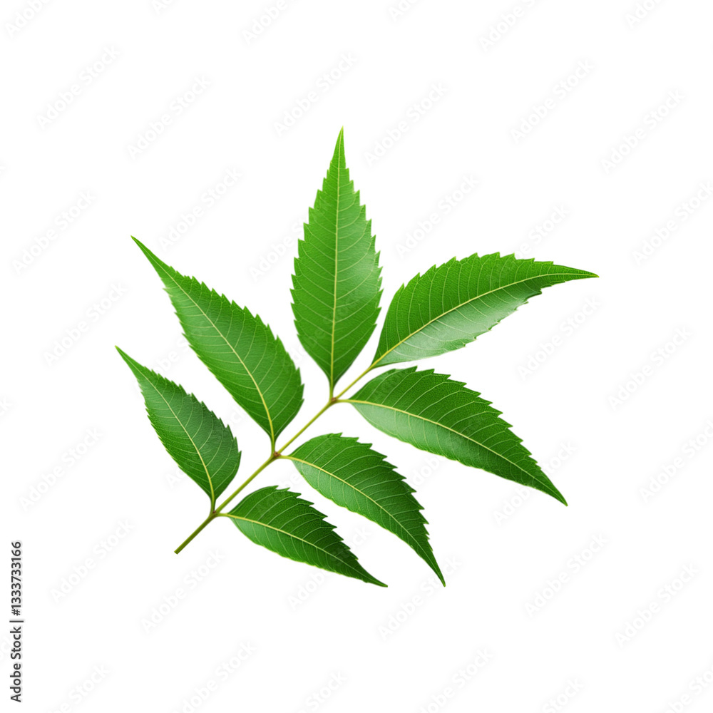 Top view of neem leaf on transparent background Top view of neem leaf on transparent background