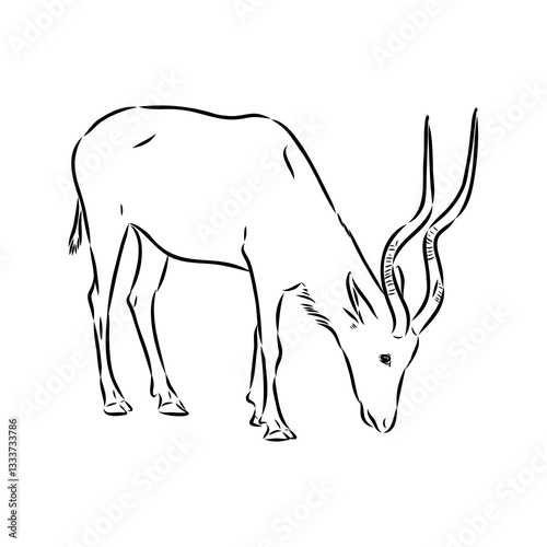 Addax standing sideways sketch, realistic animal monochrome drawing, vintage engraving line art