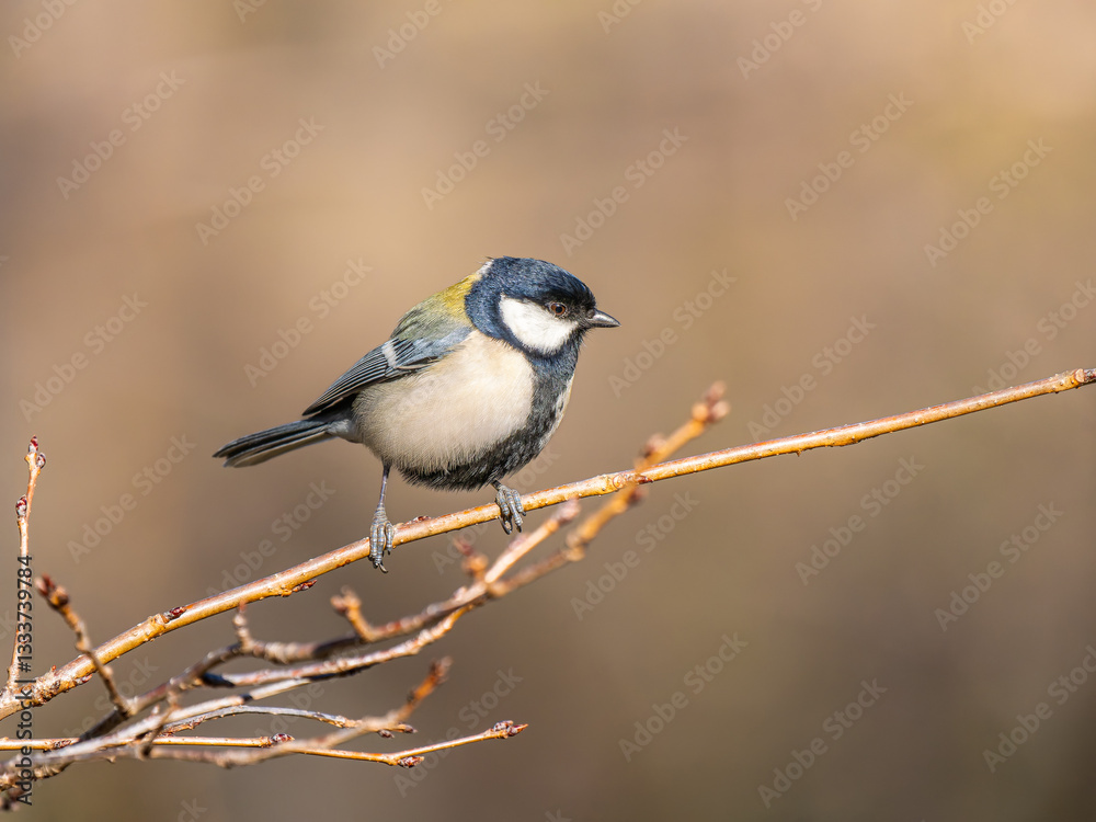 Obraz premium 枝にとまるシジュウカラ