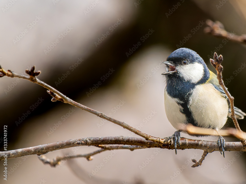 Fototapeta premium 枝にとまるシジュウカラ