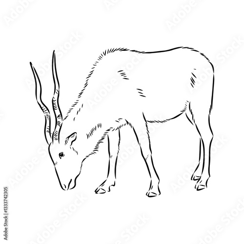 Addax standing sideways sketch, realistic animal monochrome drawing, vintage engraving line art