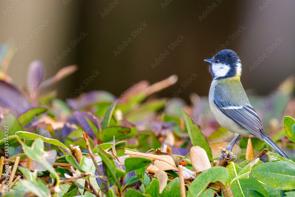 Obraz premium 植木にとまるシジュウカラ