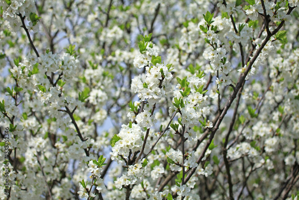 Cherry flowers, spring background. Snow-white cherry tree branches with the blooming flowers. Flowering ordinary cherry (Cerasus) in spring garden. Springtime in town. Bright spring cherry blossom Cherry flowers, spring background. Snow-white cherry tree branches with the blooming flowers. Flowering ordinary cherry (Cerasus) in spring garden. Springtime in town. Bright spring cherry blossom