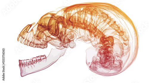 A detailed profile view of a skull rendered in translucent orange and red tones, reminiscent of an x-ray or similar medical imaging technique. The image shows fine details of the bone structure,