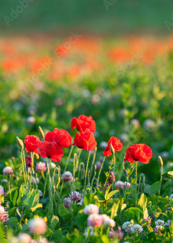 Bright red poppies in foreground against poppy field 