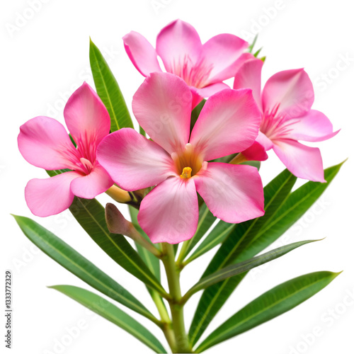 Pink oleander flower isolated on transparent background