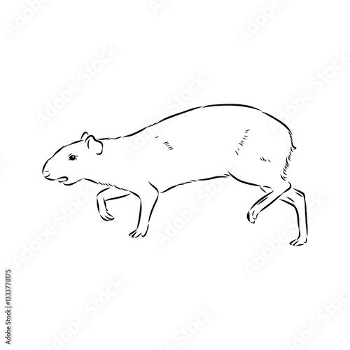 Agouti Vector Illustration Hand Drawn Animal Cartoon Art