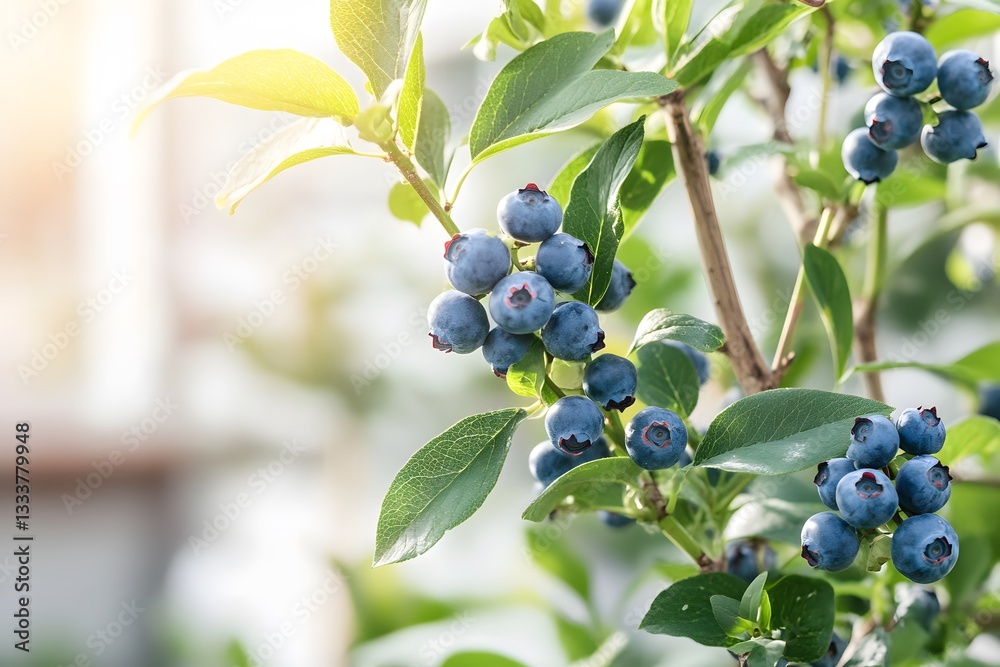 Ripe Blueberries on Bush Branch Sunlight Garden Ripe Blueberries on Bush Branch Sunlight Garden