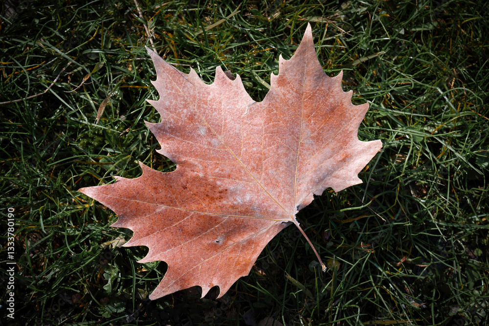 Sycamore leaf on grass, autumn concept