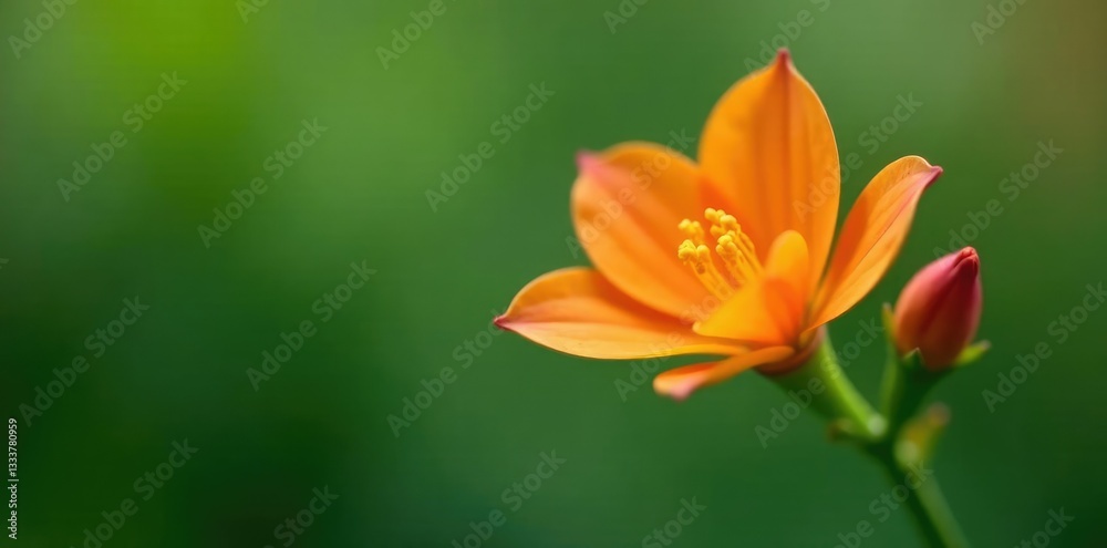 Delicate orange blossom with three tightly closed buds on a green stem, bud, flower Delicate orange blossom with three tightly closed buds on a green stem, bud, flower