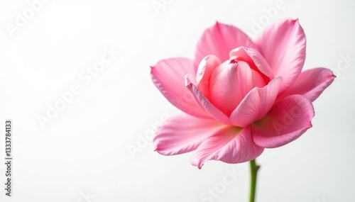 delicate petal details isolated on white background, bloom, petals, bloom