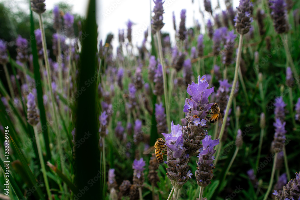 Obraz premium Abejas trabajando sobre lavandas.