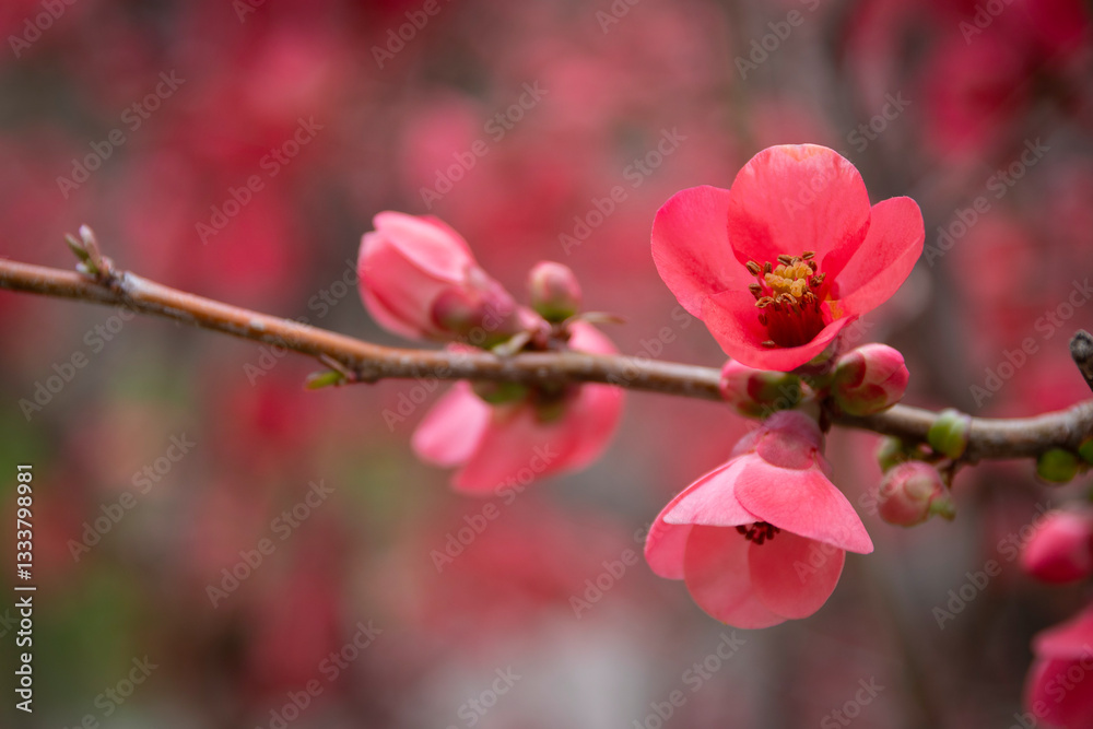 Flowering quince (Chaenomeles) flowers close up