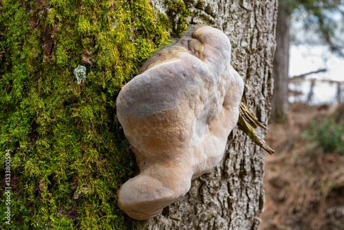 Phellinus robustus fungi on tree trunk photo