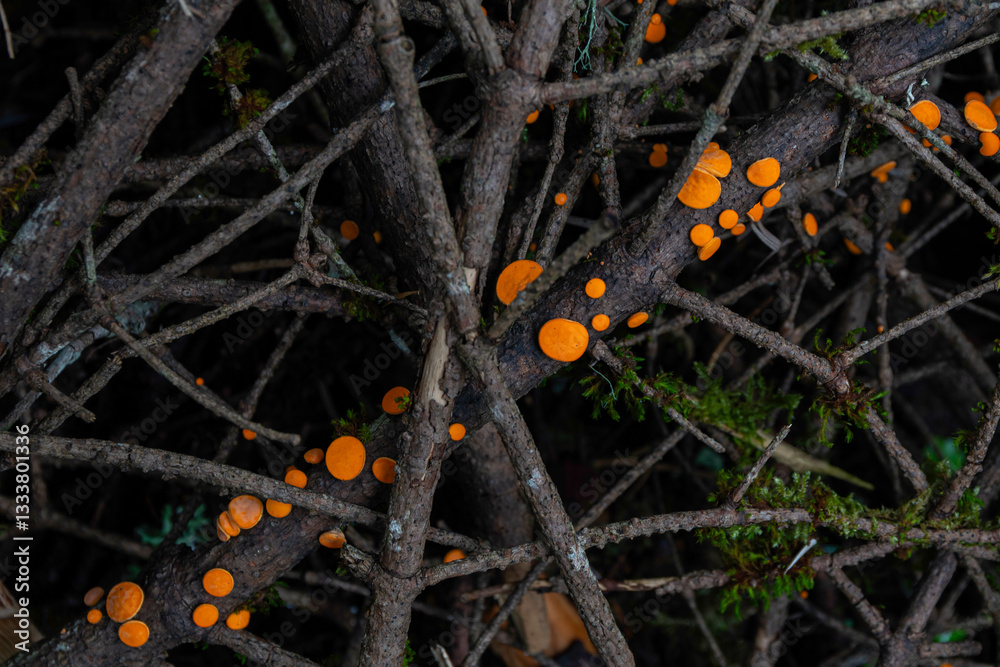Orange small disc shaped mushrooms on fallen tree branches