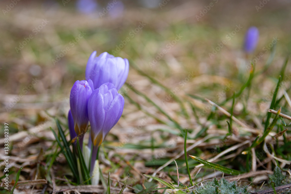 Colchicum sfikasianum (autumn crocus, meadow saffron, naked lady) wild flowers in natural environment