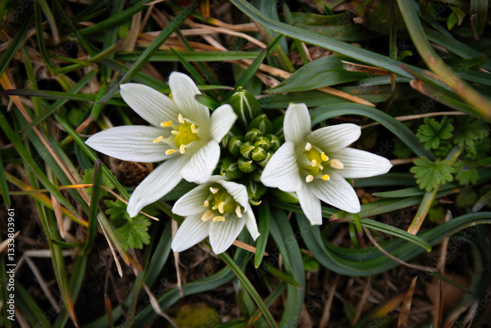 Star of Bethlehem (Ornithogalum) flowers close up, in natural environent