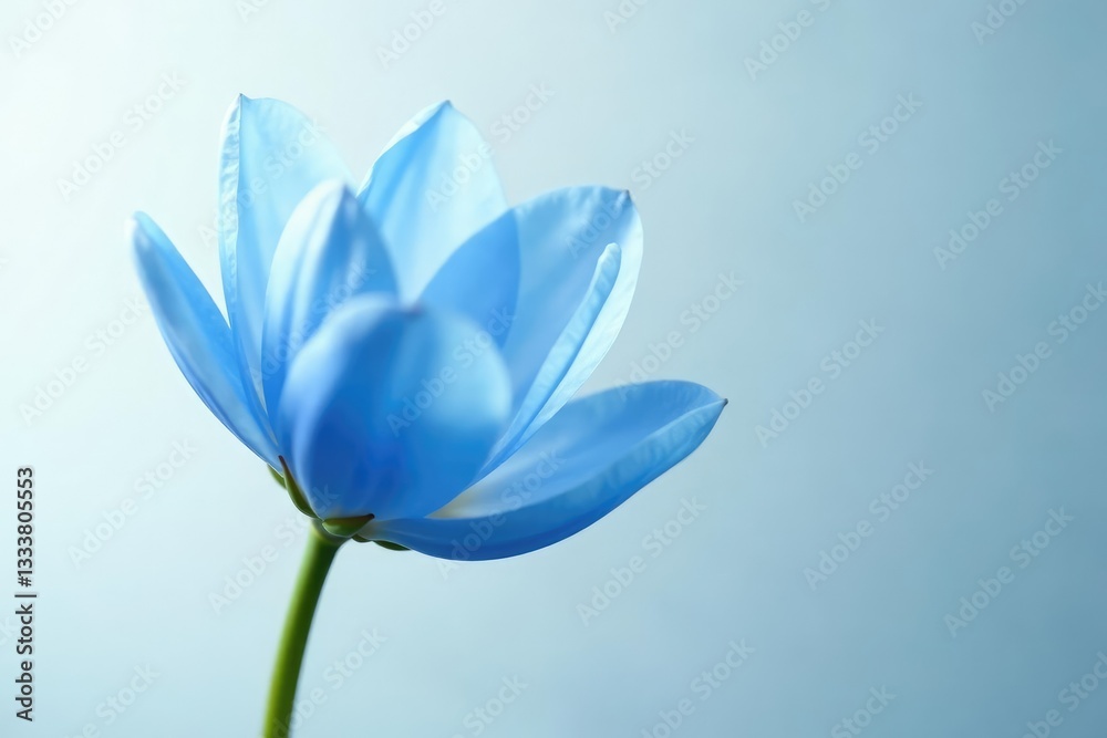Fototapeta premium Large blue flower bud with translucent petals against a soft white background, flora, flowers, blossom