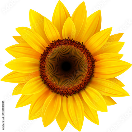 Sunflower flower isolated.