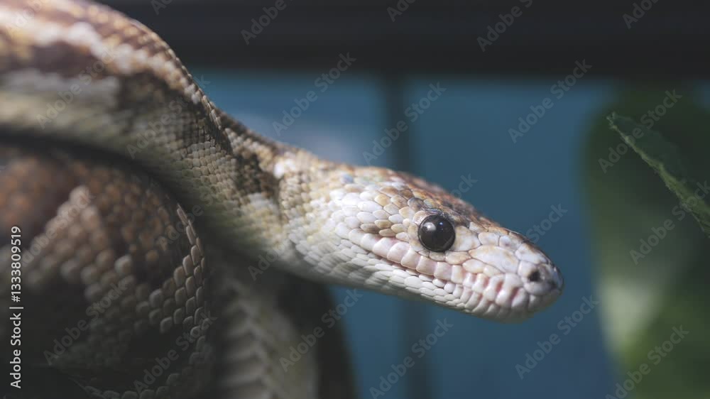 Snake is shown in a close up of its head. The snake is brown and white, and it has a long, thin body. Concept of curiosity and intrigue Snake is shown in a close up of its head. The snake is brown and white, and it has a long, thin body. Concept of curiosity and intrigue