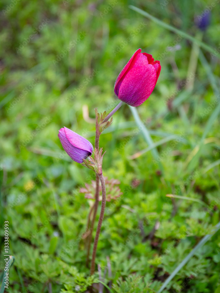Anemone (pavonina) flowers close up in natural environment
