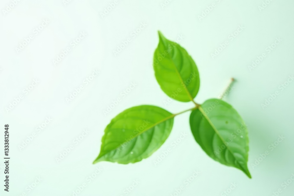 Single isolated branch against a plain white backdrop with soft focus, leaf, smooth, closeup Single isolated branch against a plain white backdrop with soft focus, leaf, smooth, closeup