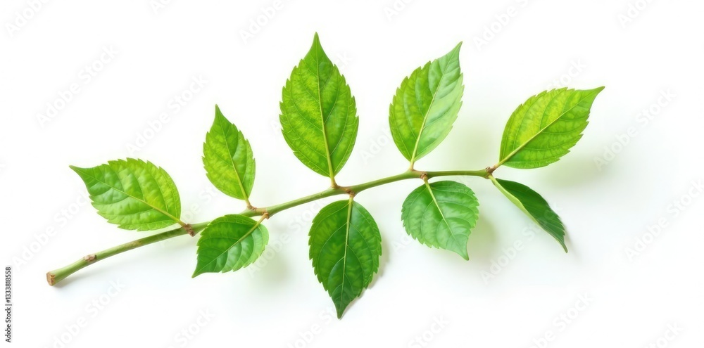 Single isolated branch with delicate leaves on a white background, landscape, nature, leaf Single isolated branch with delicate leaves on a white background, landscape, nature, leaf