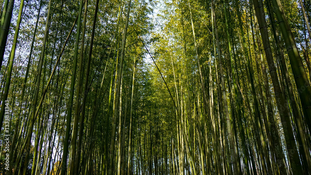 Arashiyama a bamboo Forest background in Kyoto, Japan Arashiyama a bamboo Forest background in Kyoto, Japan