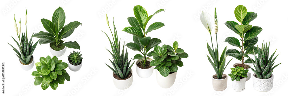 Set of A group of potted plants peace lily fiddle leaf fig aloevera rubber isolated on transparent background Set of A group of potted plants peace lily fiddle leaf fig aloevera rubber isolated on transparent background