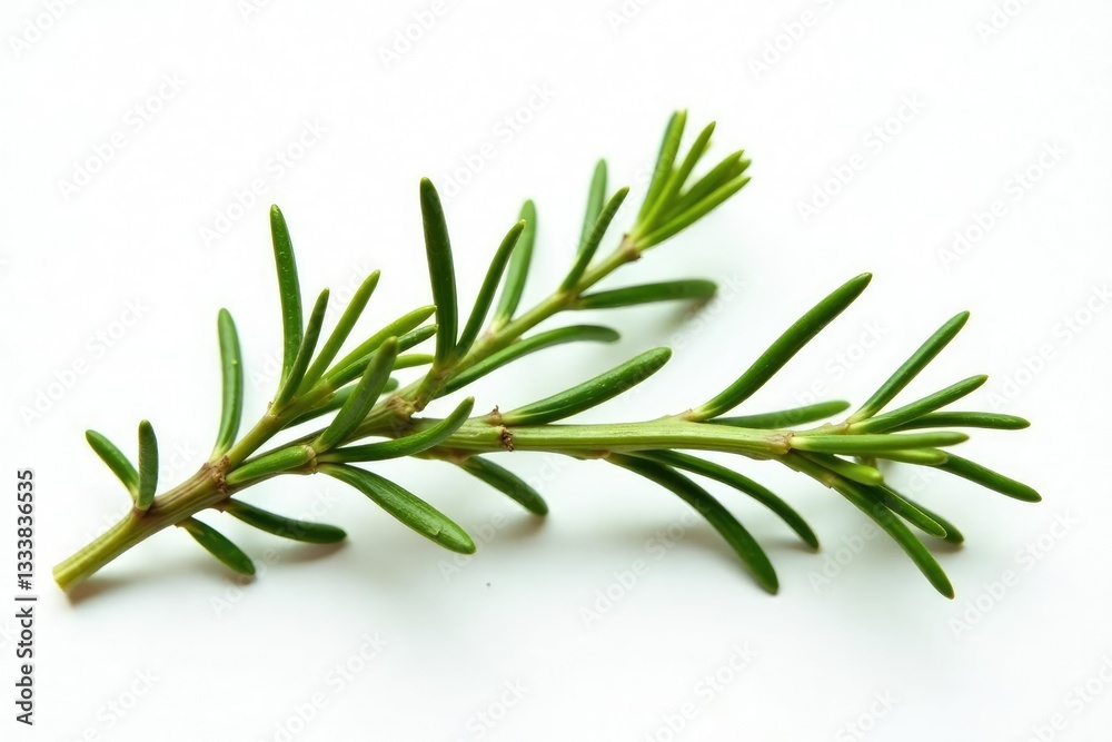 Sprigs of rosemary on white background branches, green, isolated, nature Sprigs of rosemary on white background branches, green, isolated, nature