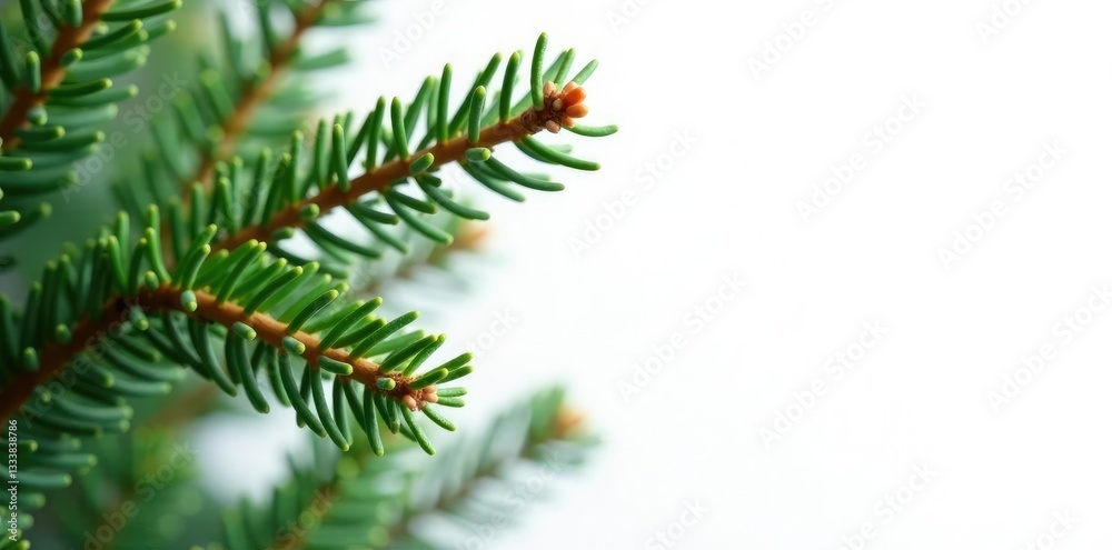Spruce needles against a plain white background, natural, simple Spruce needles against a plain white background, natural, simple