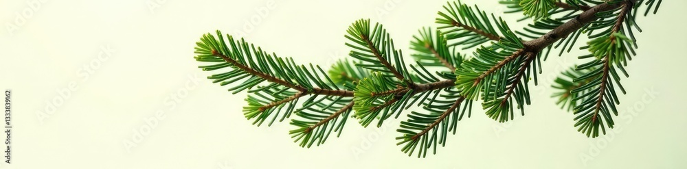 Naklejka premium Spruce Tree Branch isolated on Creamy White Background, greenery, isolated tree, evergreen